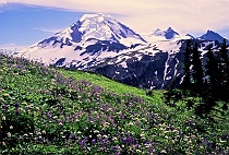 Mt. Baker from Skyline Divide